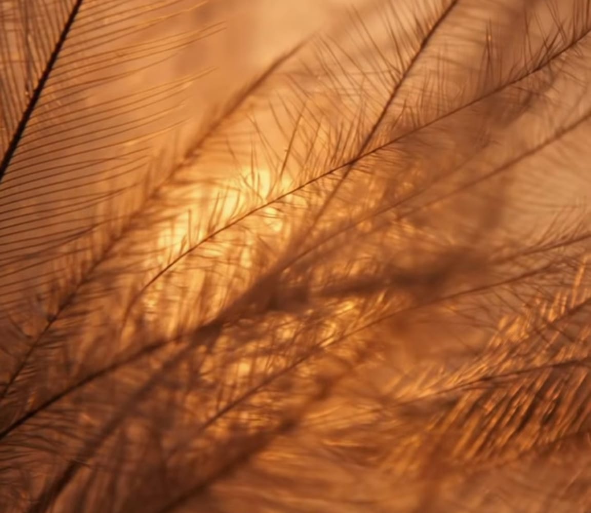 Pampas grass against the evening sun